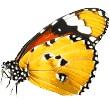 https://akseki.antalyapetotel.com/wp-content/uploads/2019/08/butterfly.png